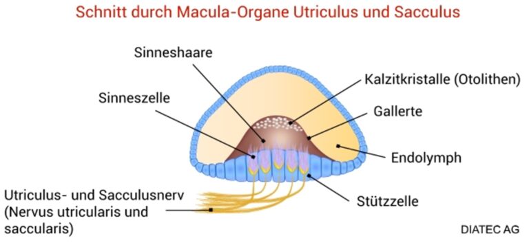 Macula-Organe